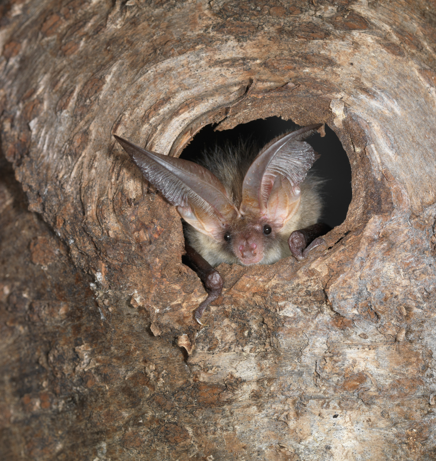 Bild zum Event: Fledermäuse in der Stadt Zürich - Schanzengraben